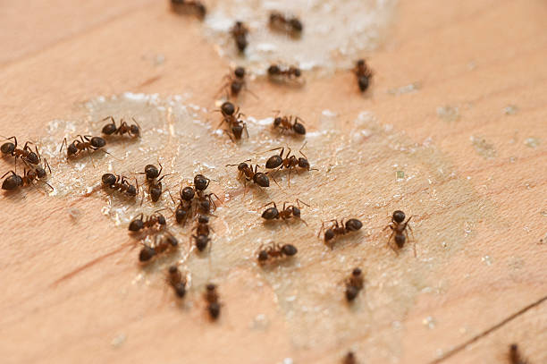 Best Commercial Pest Control Services  in Mechanicstown, NY